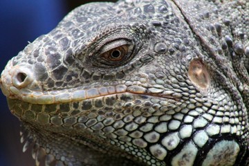 Fototapeta premium Iguana Eye in Belize