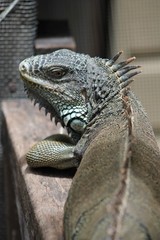 Iguana Looking Back at You