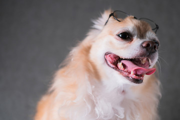 cute brown chihuahua wear black round glasses with grey leather background