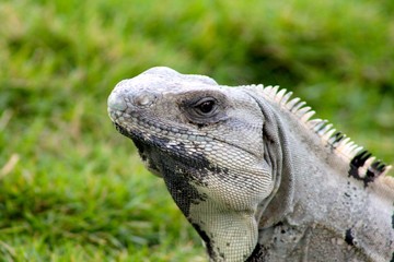 Fototapeta premium Iguana 