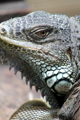 Iguana 