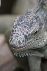 Iguana 