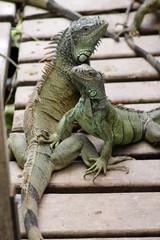 Iguana Male & Female