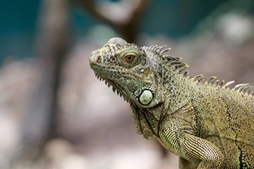Iguana 