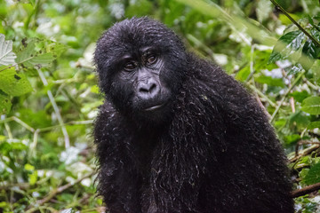 Gorillas in Bwindi National Park, Uganda