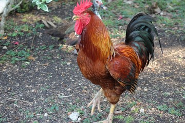 Rooster