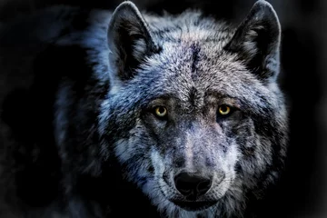 Zelfklevend Fotobehang het portret van een wolf © Rainer Fuhrmann