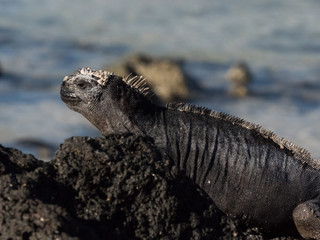 Marine Iguana on Bacchus Beach, Galapagos Islands, Ecuador