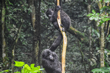 Gorillas in Bwindi National Park, Uganda