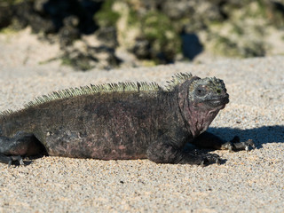 Marine Iguana on Bacchus Beach, Galapagos Islands, Ecuador