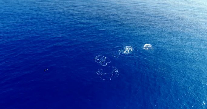 Slow motion aerial footage of a spinner dolpin jumping multiple times in Kailua Kona, Hawaii.