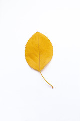 one autumn yellow leaf lies on a white background. minimalism