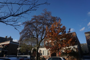 A Street In Brookly