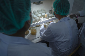 expert scientist test and develop golden yellow cordyceps in laboratory with care and concentrate...