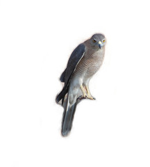 Hawk facing at camera