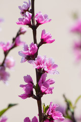 Signs of spring with beautiful blossoming peach tree pink flowers, natural background of home gardening