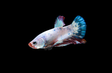 Fancy Betta Siamese fighting fish, Betta splendens (Plakat Thai) is a popular species of freshwater aquarium fish isolated on black