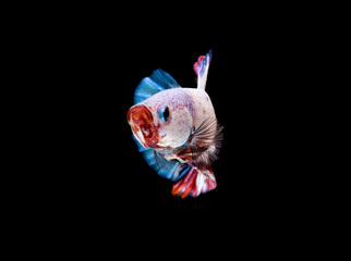 Fancy Betta Siamese fighting fish, Betta splendens (Plakat Thai) is a popular species of freshwater aquarium fish isolated on black