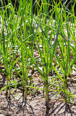 Sprouted garlic in home garden; fresh green stalks, garlic bulbs, grow your own garlic,