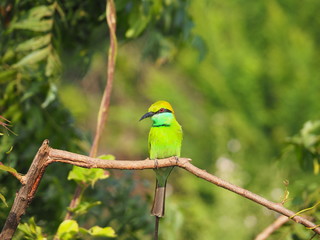 wildlife