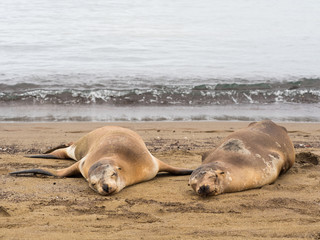Sea Lions on Floreana Island, Galapagos, Ecuador