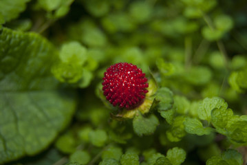 Red ripe berry potentilla indica close-up. It looks like a strawberry, but it has no taste.
