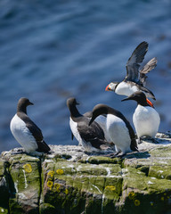 Fototapeta premium Beautiful Common Guillemot on cliff face on bright Spring day