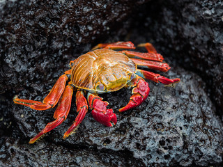 Sally Lightfoot Crabs at Bacchus Beach, Isabella Island, Galapagos Islands, Ecuador