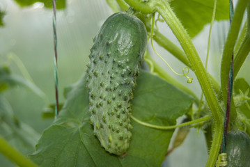 Green fresh cucumber hanging on a branch in the center of the photo