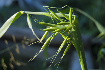 The young green spike of oats begins to open. Cereal in the process of growth.