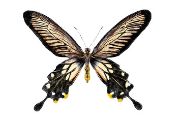 Beautiful butterfly isolated on white background. Realistic hand drawing illustration. Insect collection.