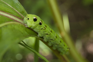 A large green caterpillar of a butterfly hawk-moth (Deilephila elpenor) on a close-up sheet