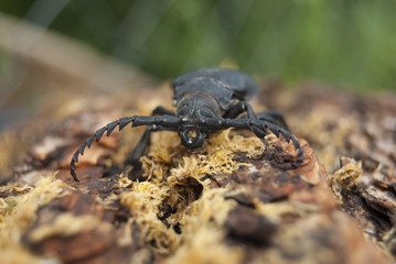 A large black beetle of barbel (Prionus coriarius) sits on the bark of an old tree.