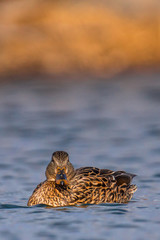 Duck in water