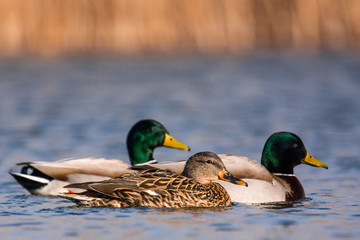 Fototapeta premium Duck in water