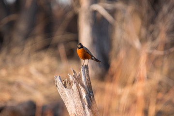Robin perching on a dead tree