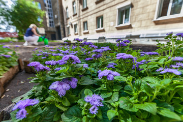 Fototapeta na wymiar garden flowers purple with green leaves top view