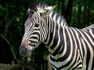 Fototapeta na wymiar Zebra, prawie jak koń w paski