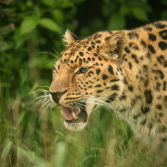 Beautiful close up portrait of Jaguar panthera onca in colorful vibrant landscape