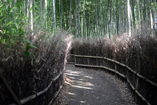 Kyoto Sagano Way of a bamboo grove-7