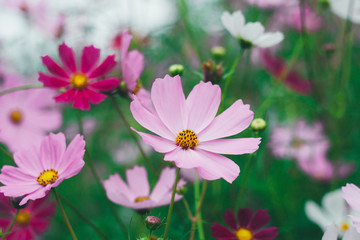 Obraz premium Colorful bright cosmos flowers, beautiful background