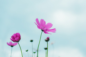 Fototapeta premium Colorful bright cosmos flowers, beautiful background