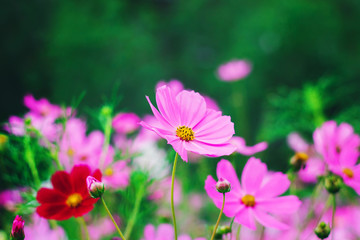 Fototapeta premium Colorful bright cosmos flowers, beautiful background
