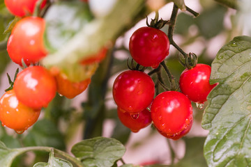 Cherry tomatoes in a garden