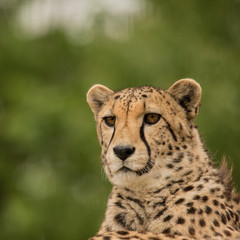 Beautiful close up portrait of Cheetah Acinonyx Jubatus in colorful landscape