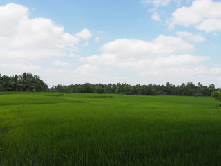 Fototapeta premium Reis