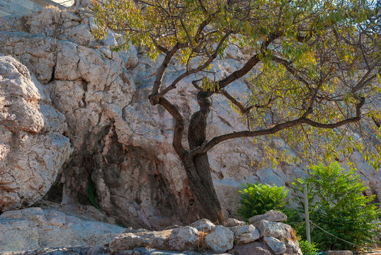 branchy green tree against the wall of the old Acropolis of Athens in Greece looks at the viewer
