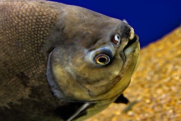 aquarium large fish gray-gold color close-up of the eye and face on the background of yellow sand and blue wall