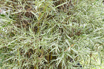 Small bamboo leaves with white and green shade