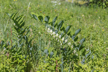 Angular solomon's-seal flowers at summer
